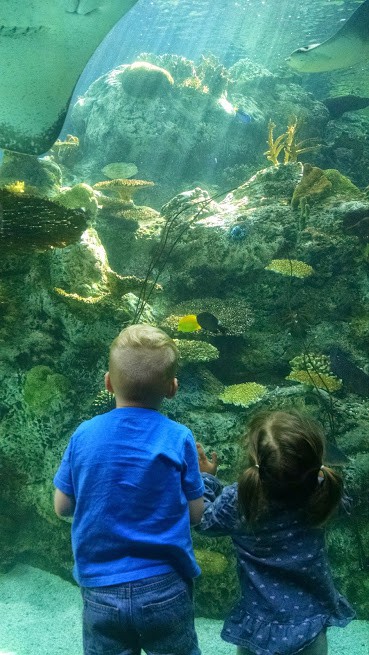 Little boy and girl standing in front of aquarium glasss