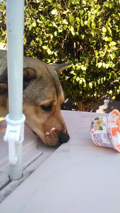 dog eating yogurt paint