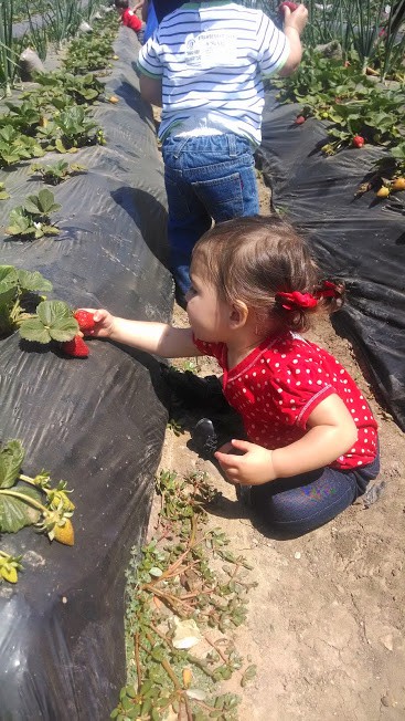 toddler picking strawberries