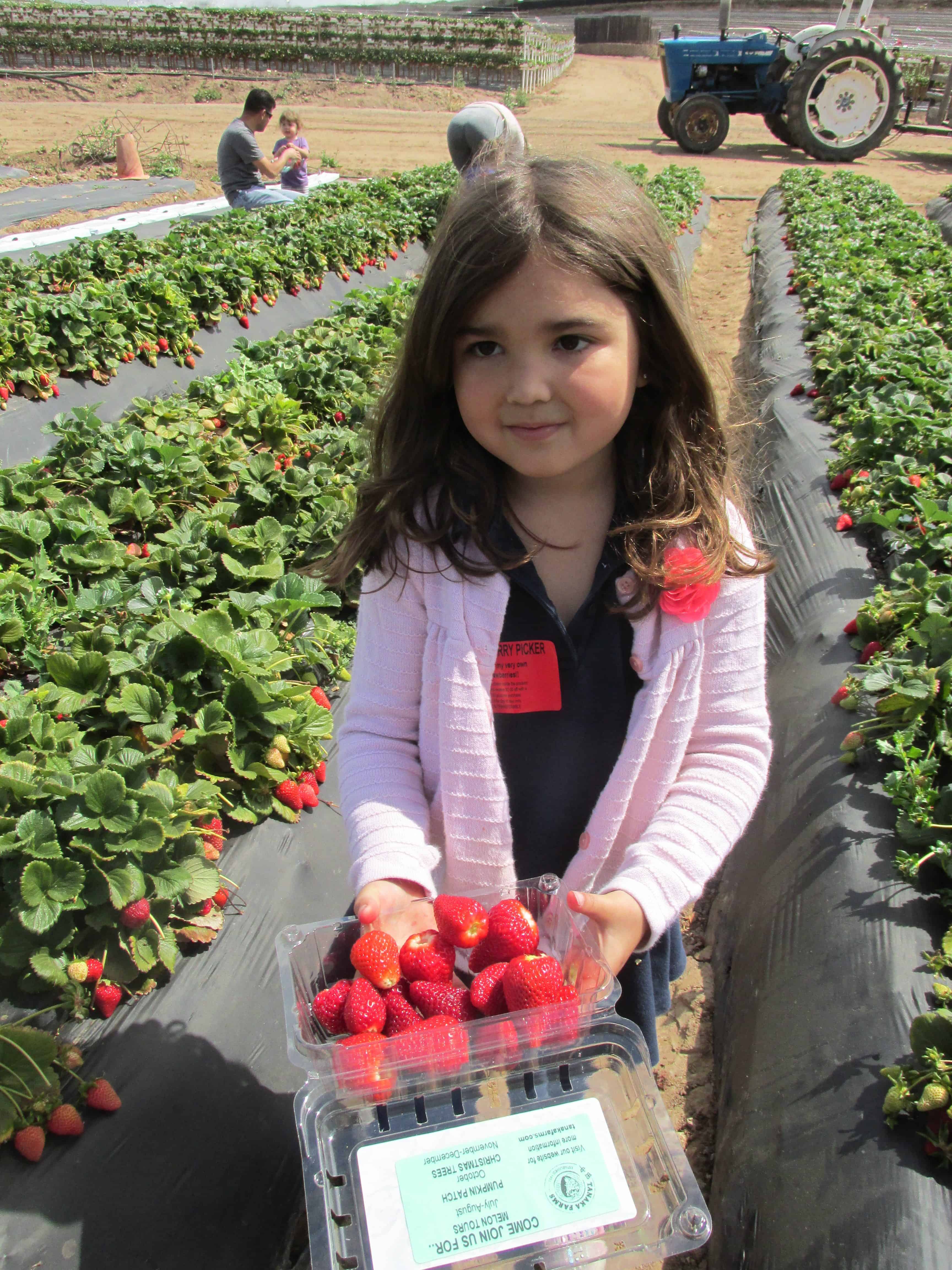 preschooler picking strawberries