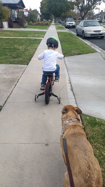 Toddler biking after dinner to help accompany while walking the dog.