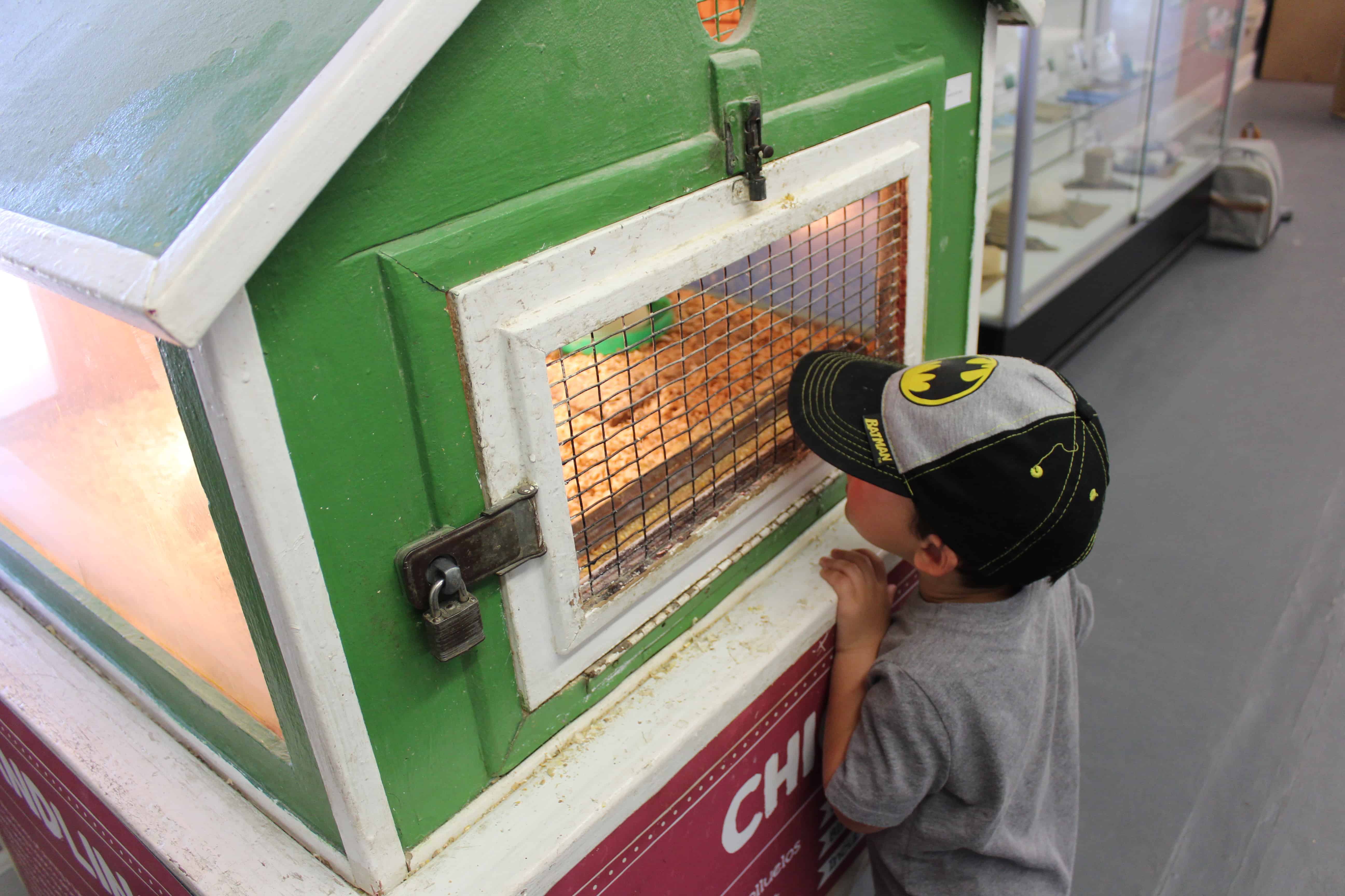 little boy looking at a coop with baby chicks