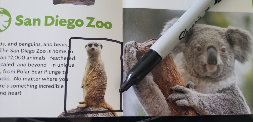 meerkat with a black rectangle drawn around him