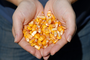 child holding dry corn kernals